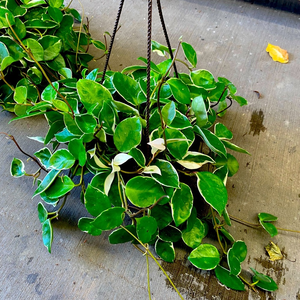 Hoya tricolor Krimson Queen 8 in Full Basket